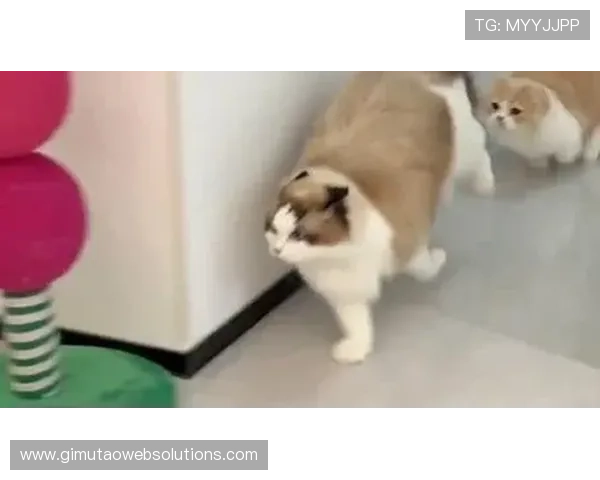 石智勇这生活真有戏，训练场上冷静老练，家里居然被猫搅得鸡飞狗跳？